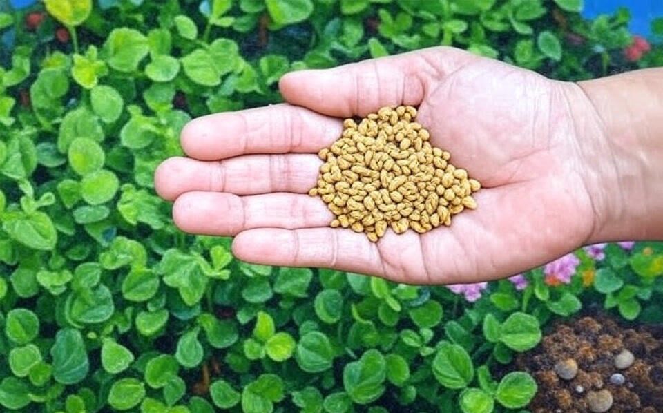 Fenugreek: The Tiny Seed with Huge Health Benefits