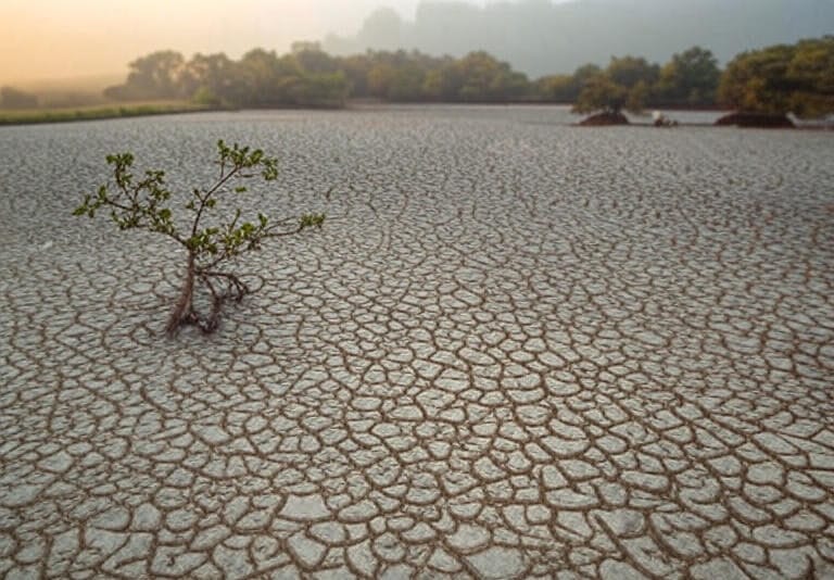 The image depicts a dry, cracked landscape with a single small tree standing in the center, its roots exposed on the parched ground. The soil is heavily fissured, indicating severe drought or water loss. In the background, a faint line of greenery and distant mountains is visible under a hazy sky, suggesting a contrast between the desiccated foreground and a more fertile horizon.