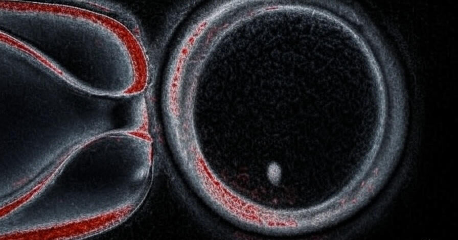 Scientists Unveil Synthetic human Eggs from Adult Skin Cells