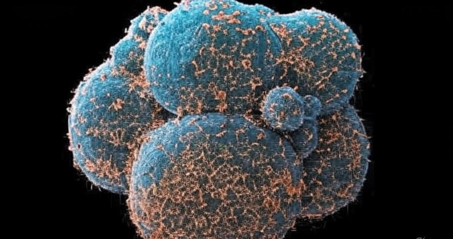 The image depicts a cluster of embryonic cells, magnified to show detailed surface textures. The cells are colored in shades of teal and orange, with a black background, highlighting their spherical shapes and intricate surface structures, likely representing an early stage of cellular development.